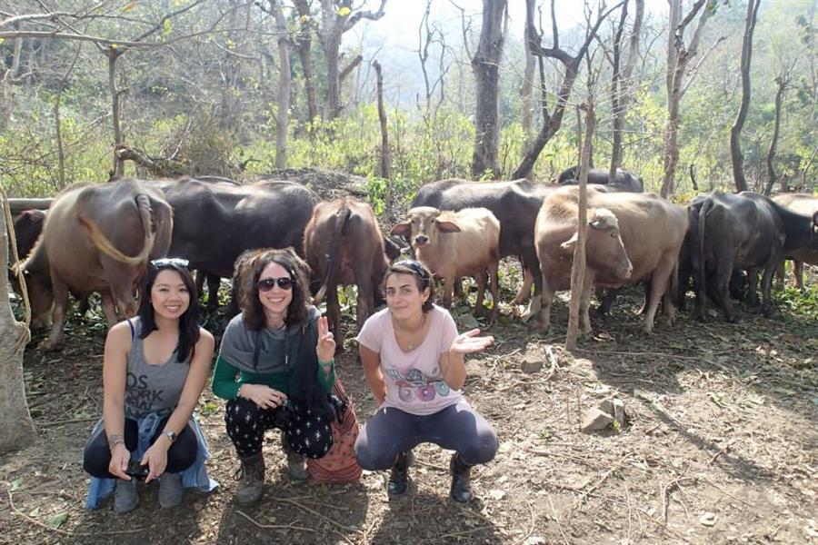 visiting some cows in a rural Indian village