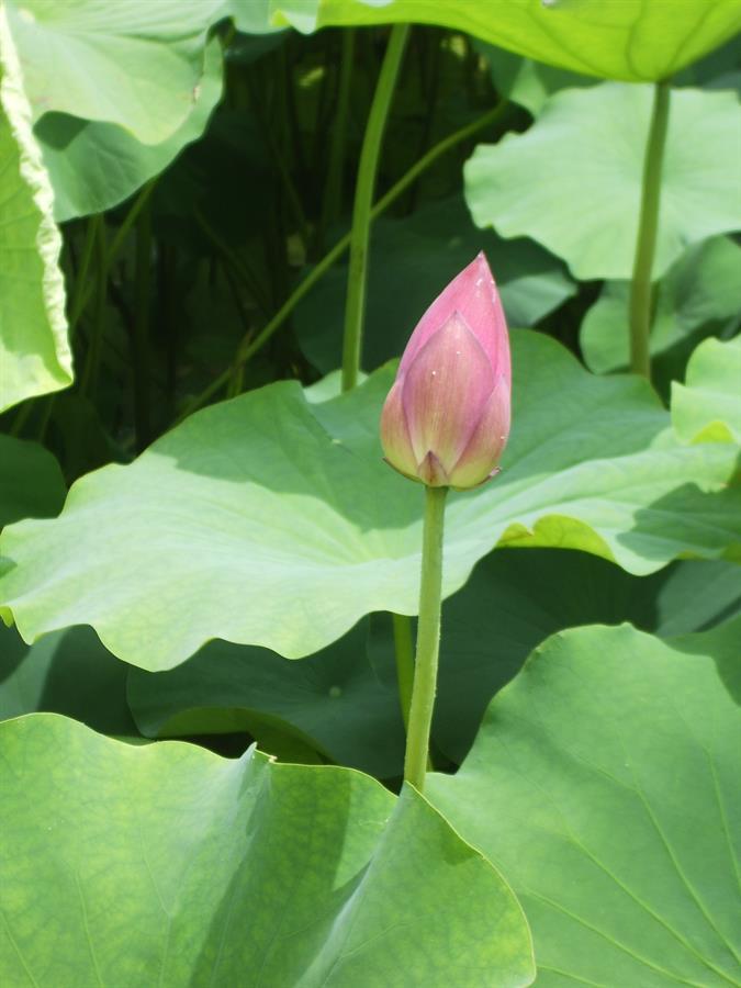 lotus field in Gyeongju, South Korea