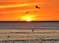 Birdy Sunset Playa Escameca
