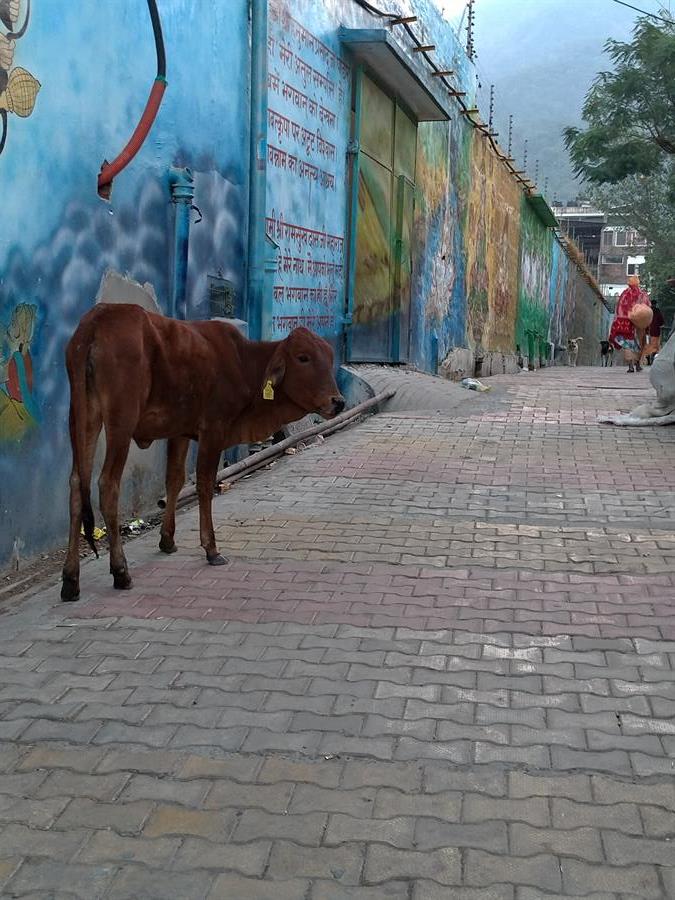 Sacred Cow in Rishikesh in 2023