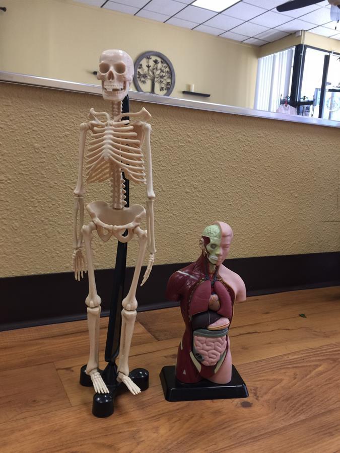 Assistants: Mr. Bone and Mrs. Organ