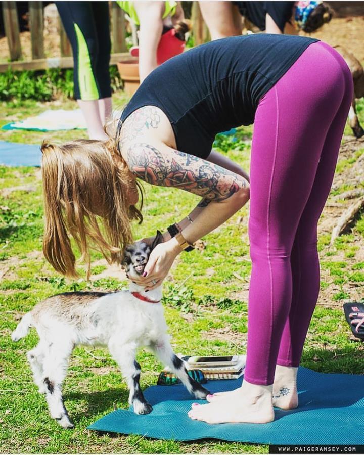 Goat Yoga at Split Creek Farm.