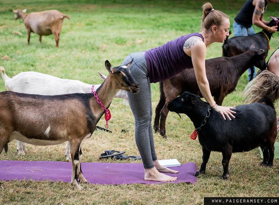 Goat Yoga at Split Creek Farm.