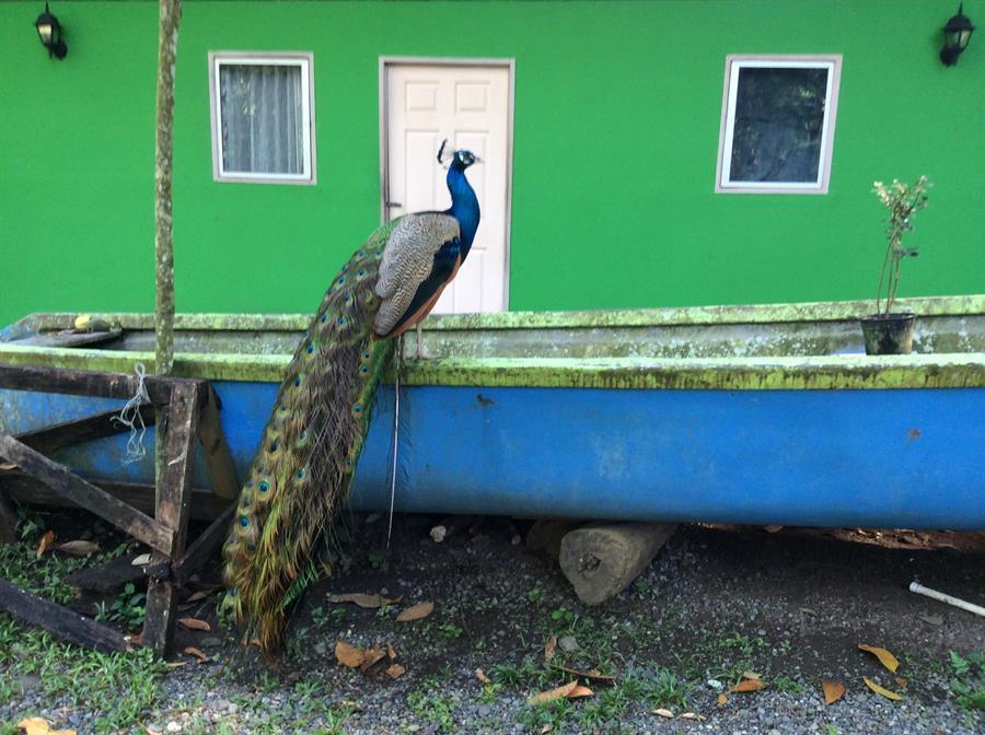 Peacock Posed