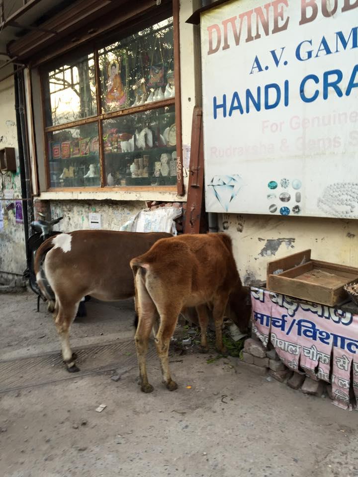 Cow Parking (India 2015)