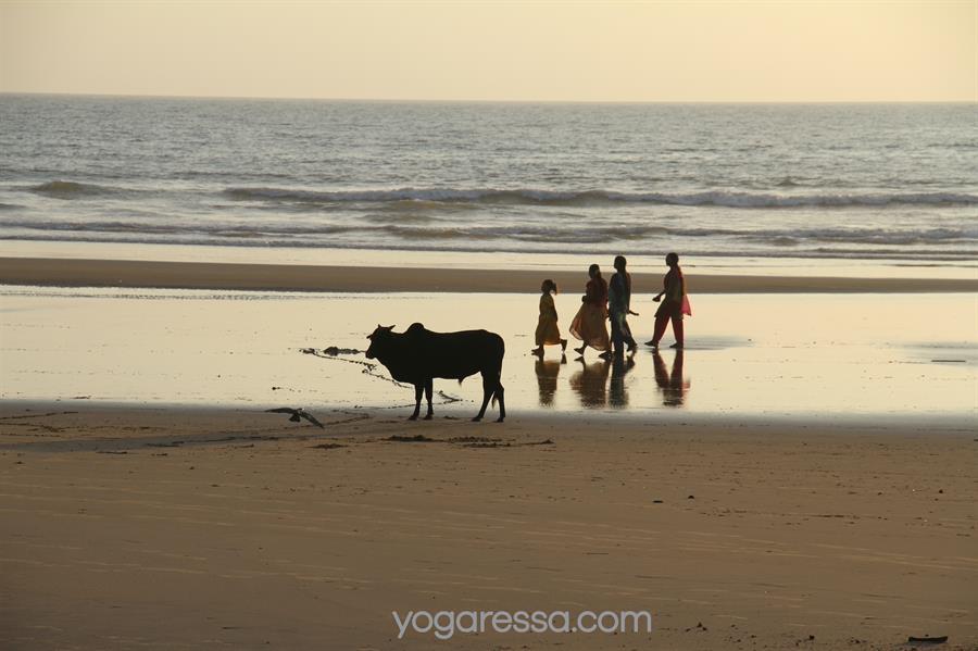 india-yogaressa-IMG_3359
