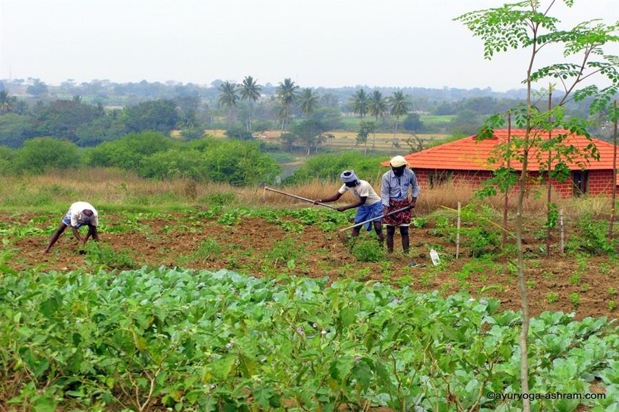 ayuryoga_organic_farm_india_14